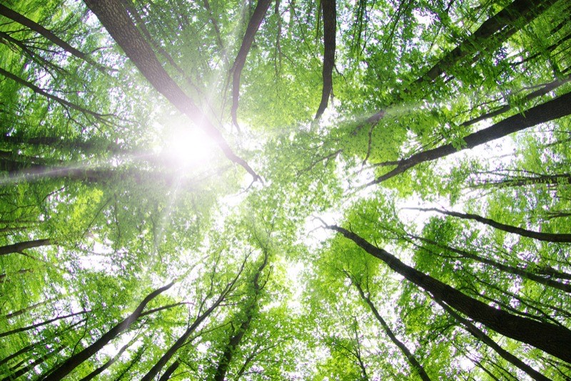 Forest tree management services