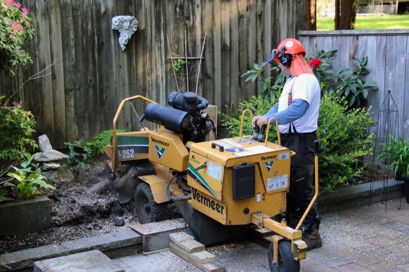 Residential tree service in New Westminster