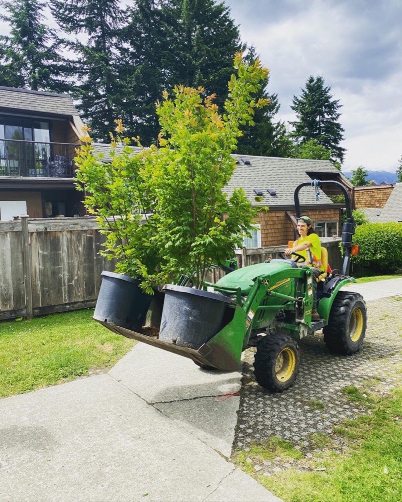 Tree cutting solutions in New Westminster