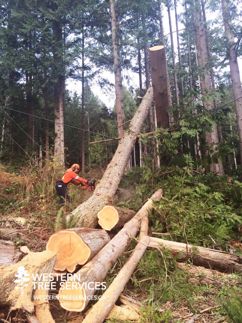 Residential tree service in Surrey