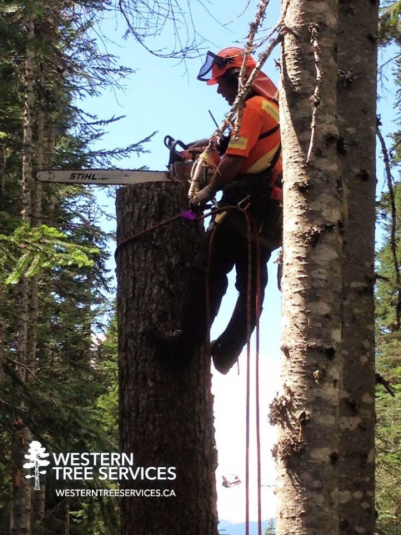 Tree cutting solutions in Surrey