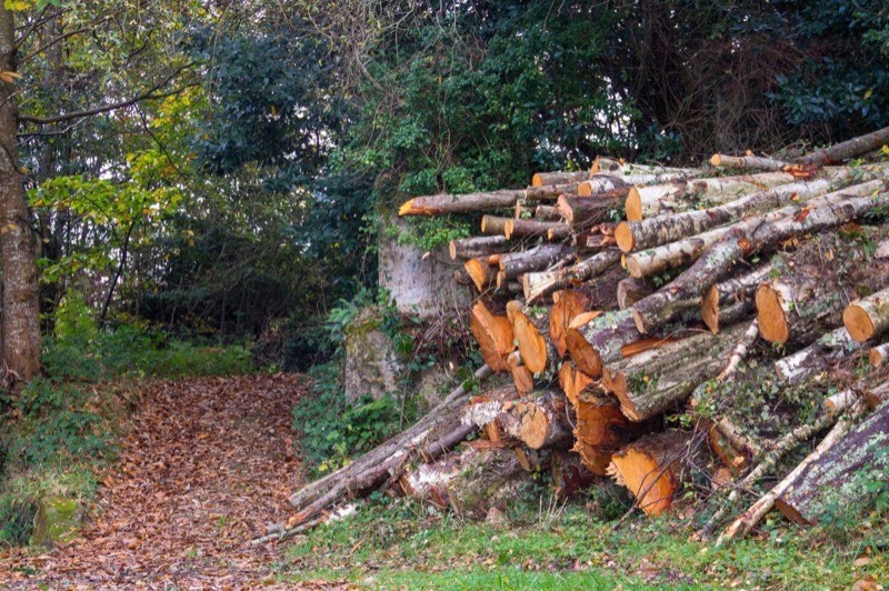 Professional arborist crew with equipment