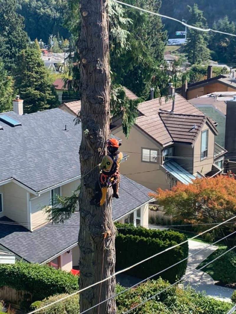 Tree removal in West Vancouver