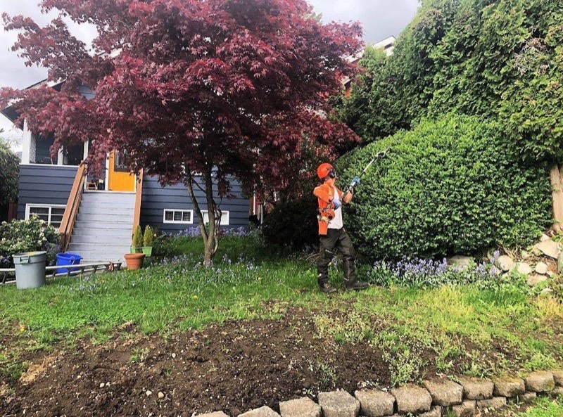 Tree service crew at work