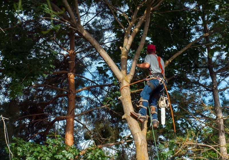 Maple tree after professional pruning