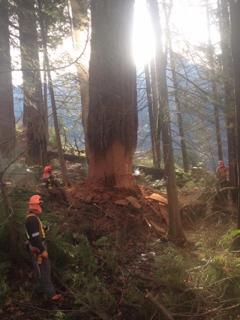 Seasonal Tree Services