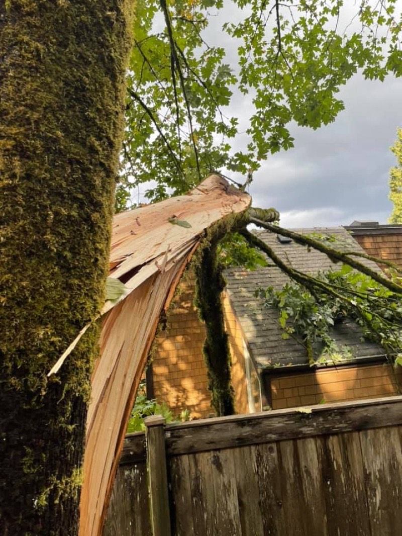 Tree cutting solutions in Coquitlam
