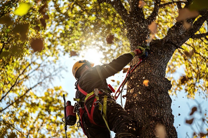 Tree Cutting Solutions